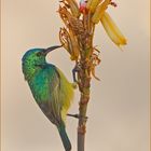 Sunbird