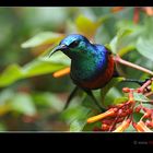 Sunbird