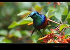 Sunbird