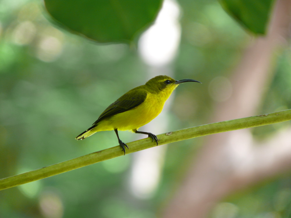 Sunbird