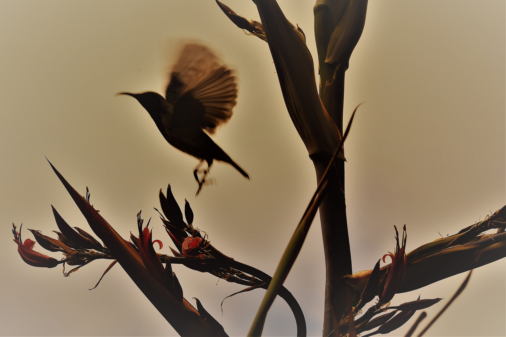 Sunbird