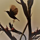 Sunbird