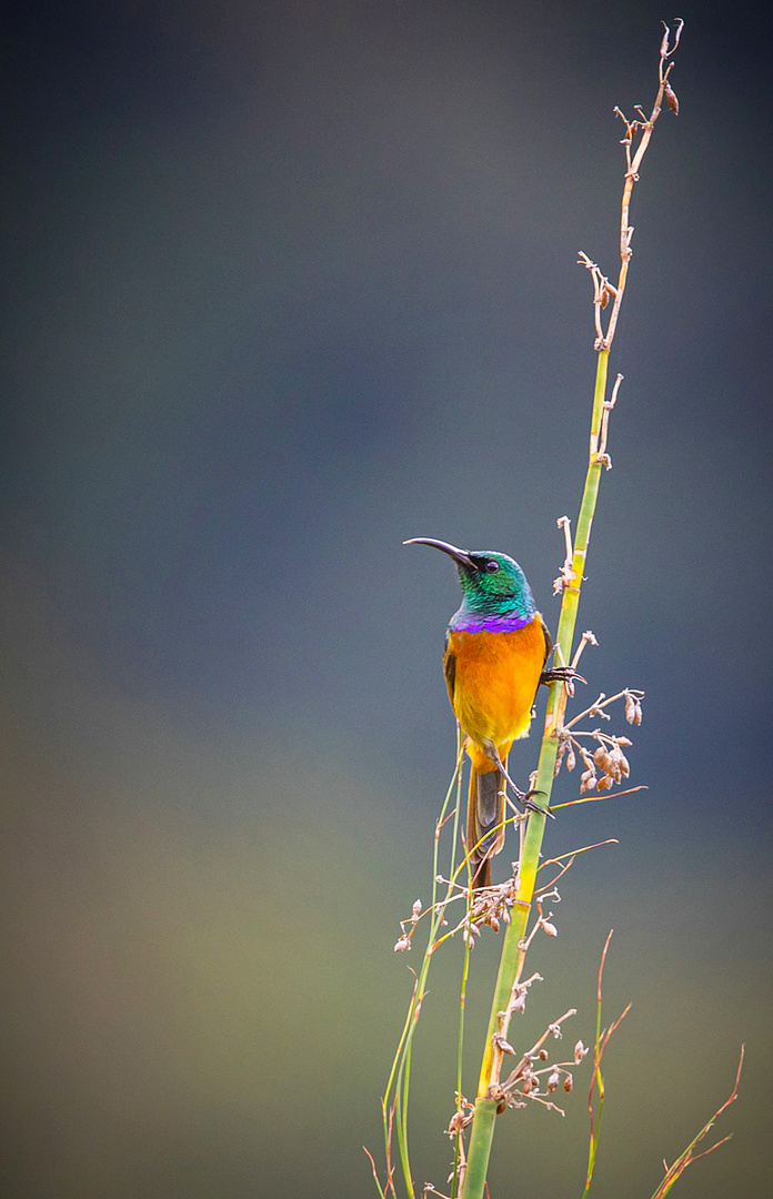 Sunbird