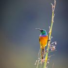 Sunbird