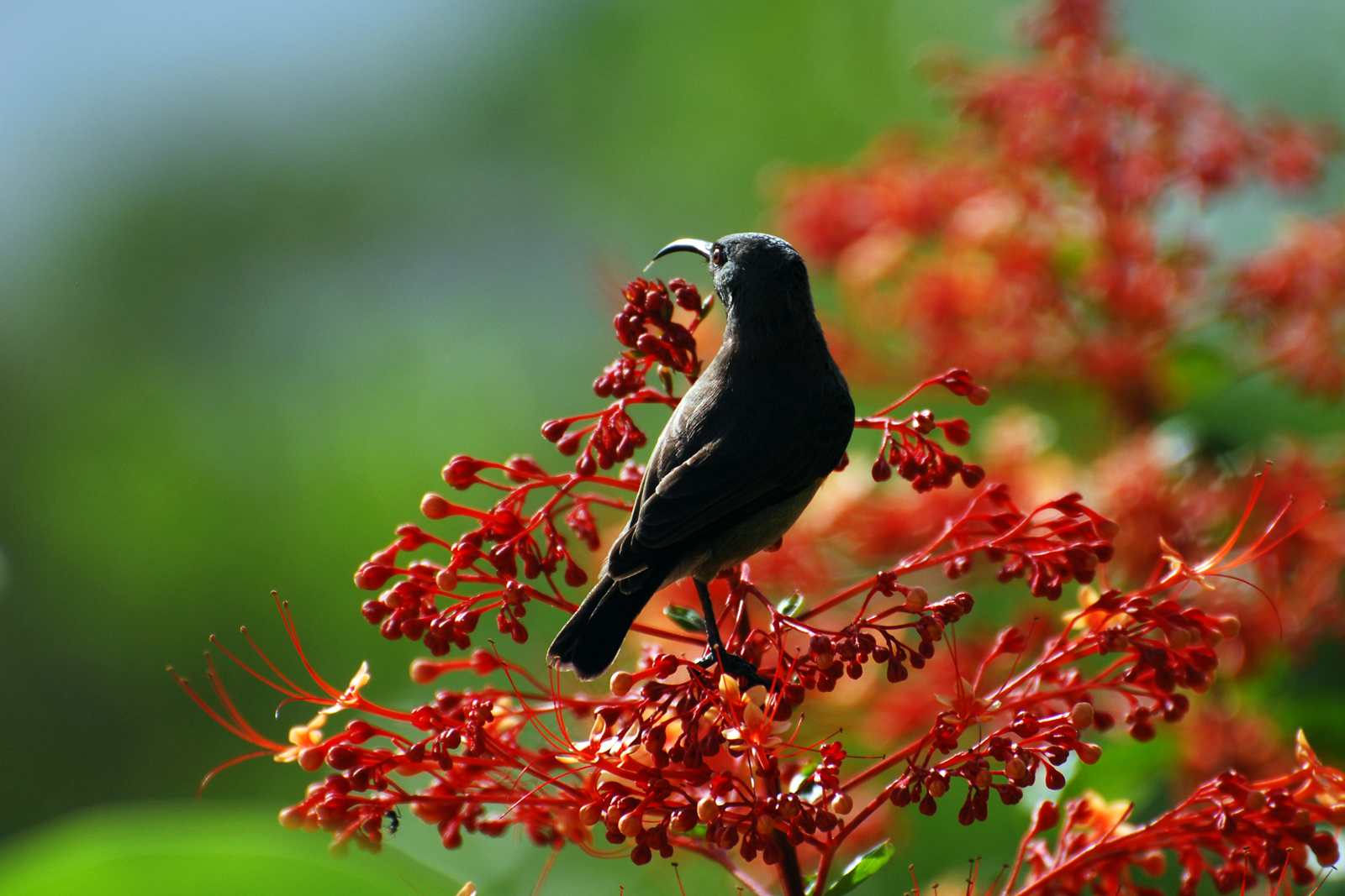 Sunbird