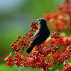 Sunbird