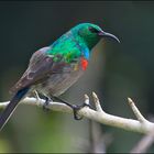 Sunbird