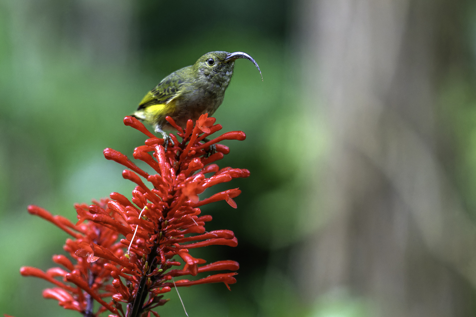 SUNBIRD 