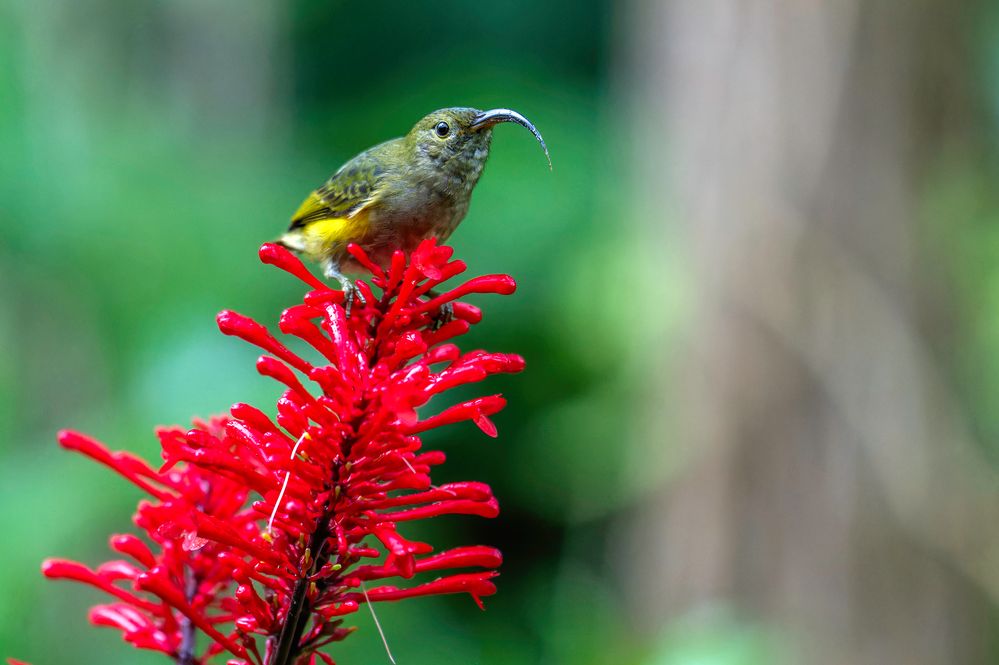 SUNBIRD 