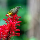 SUNBIRD 