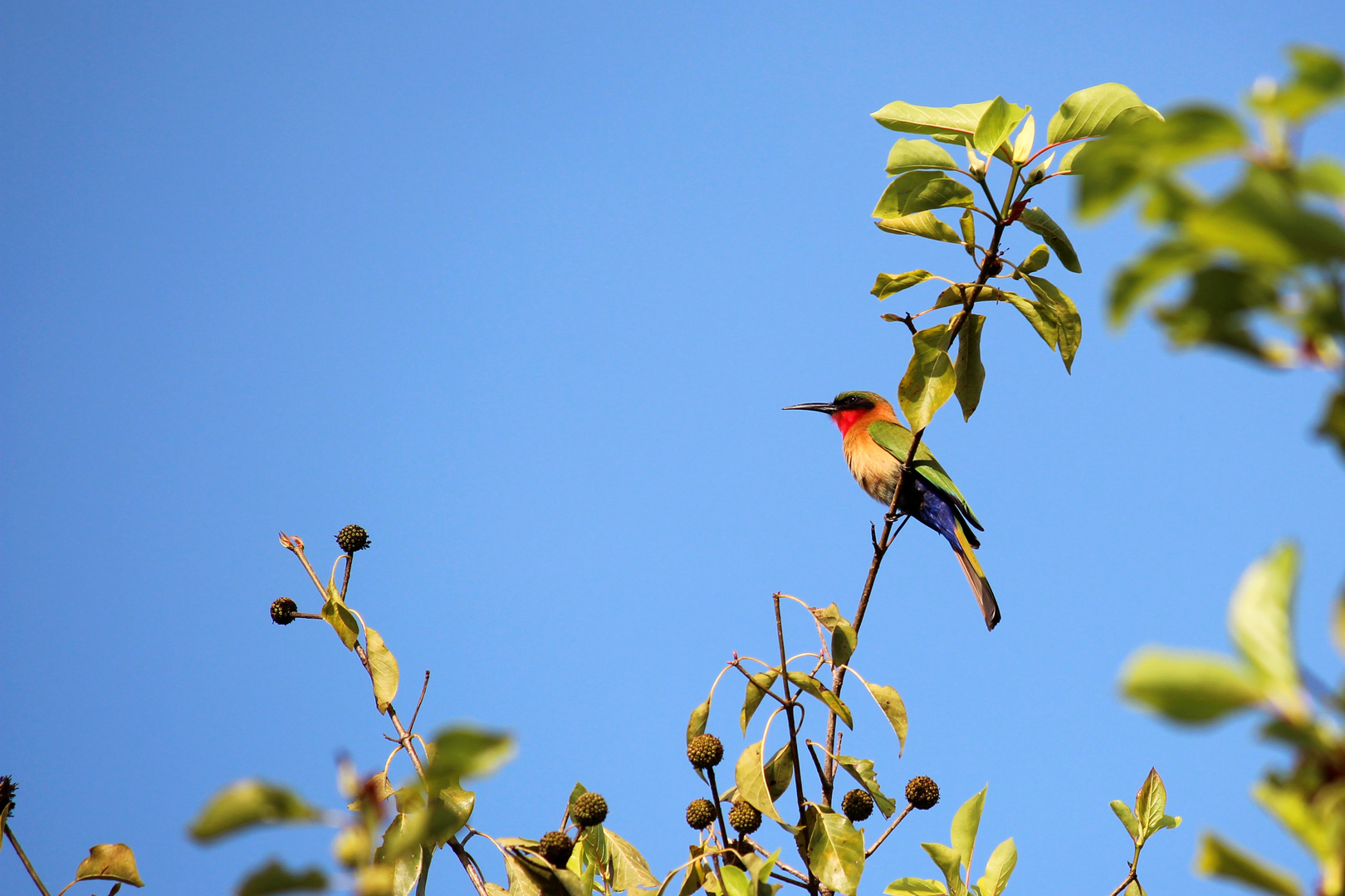 Sunbird