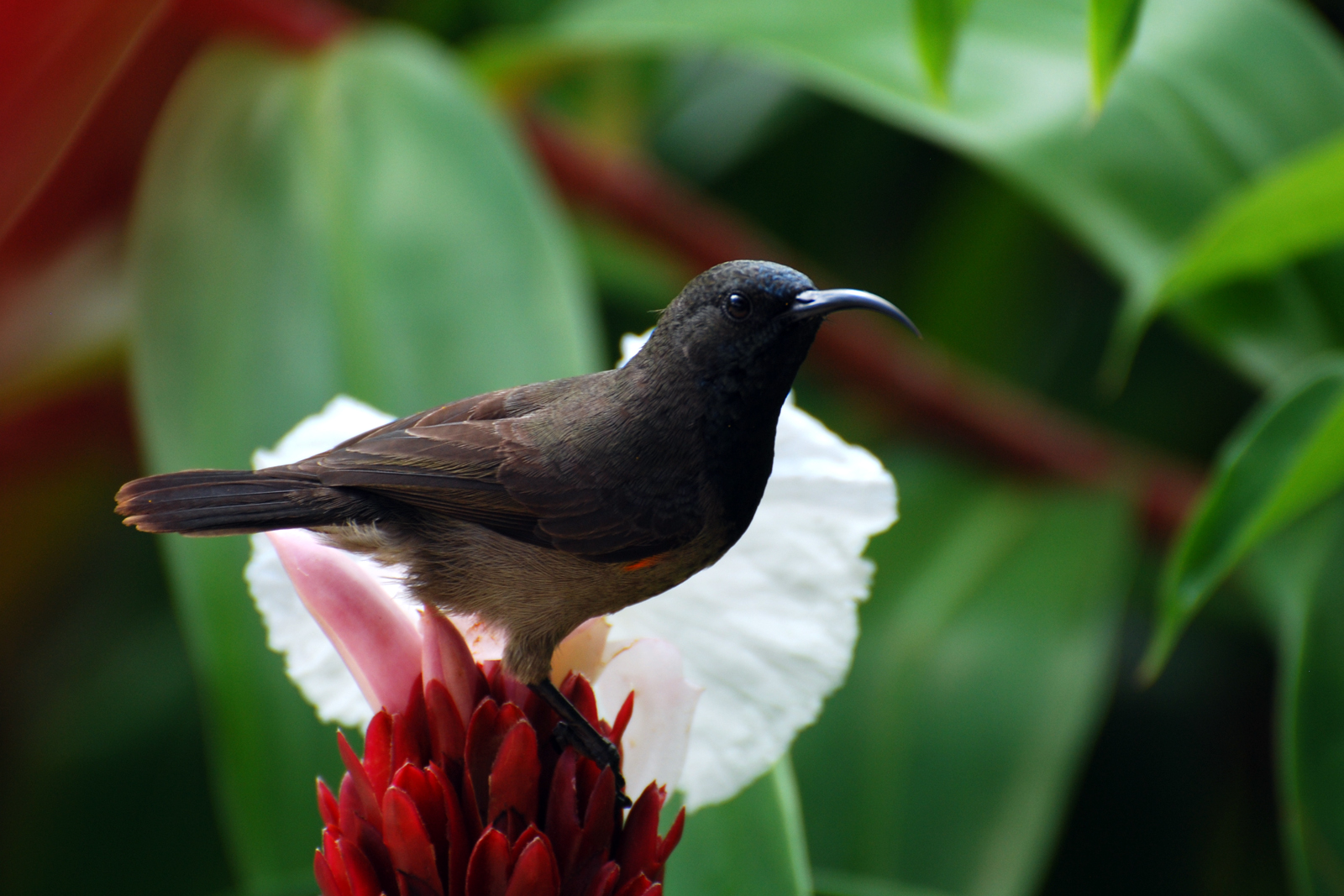 Sunbird