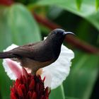 Sunbird