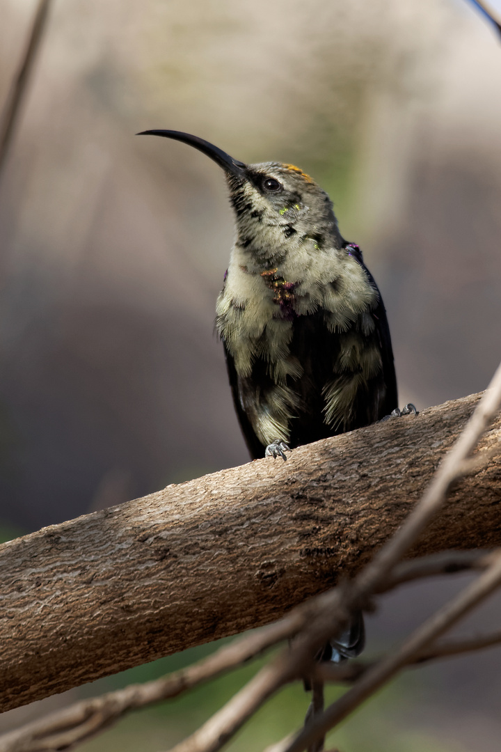 Sunbird - aber welcher?