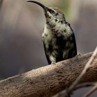 Sunbird - aber welcher?