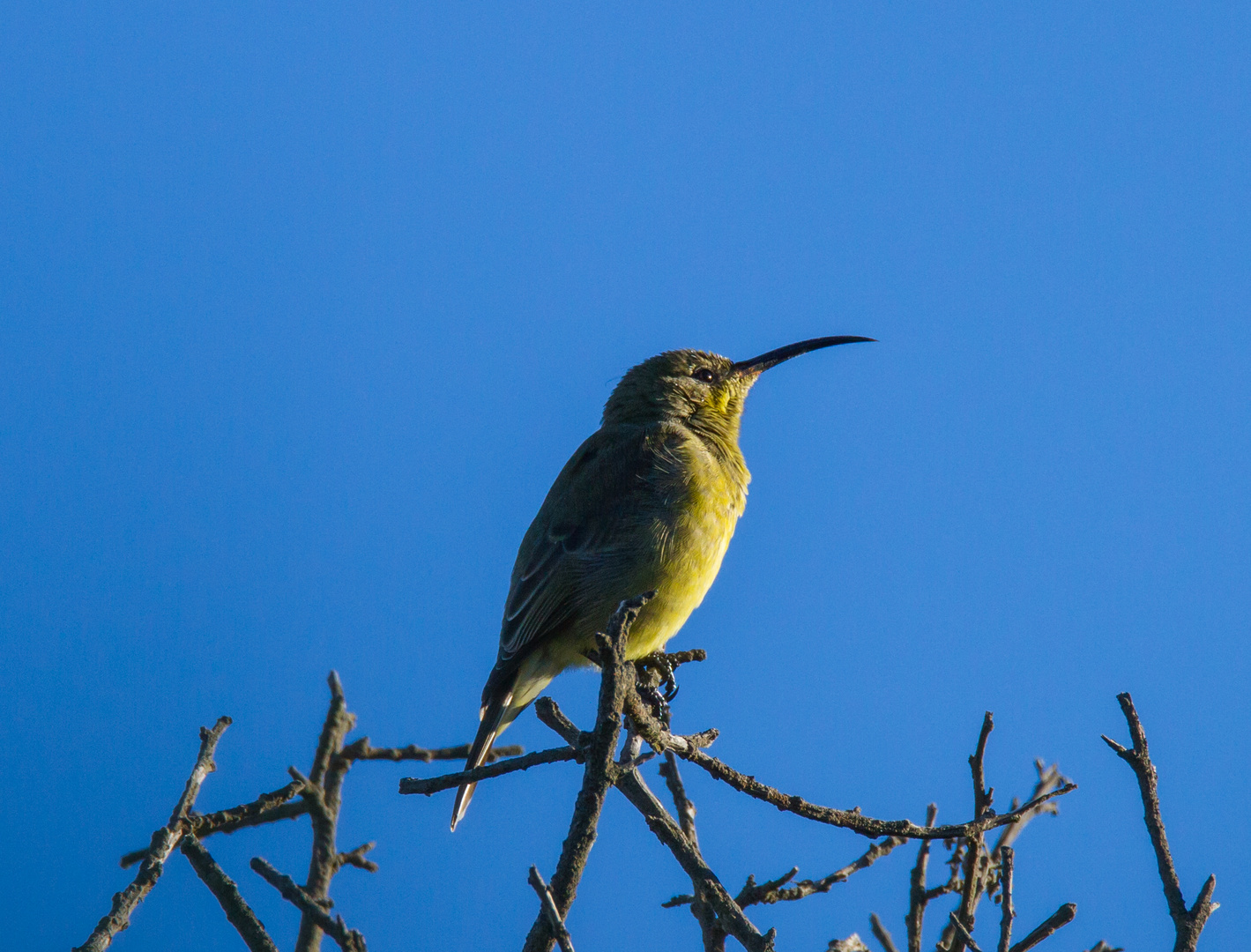 Sunbird am morgen..