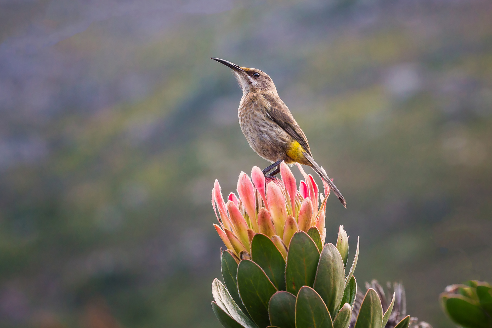 Sunbird auf Königsprotea