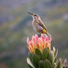 Sunbird auf Königsprotea