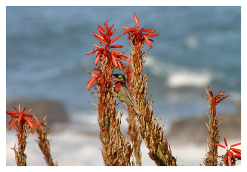 Sunbird