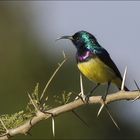 Sunbird