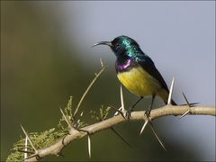 Sunbird