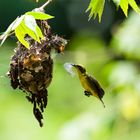 Sunbird Building her Nest in Singapore at Sungei Buloh Wetland Reserve .