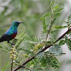 Sunbird