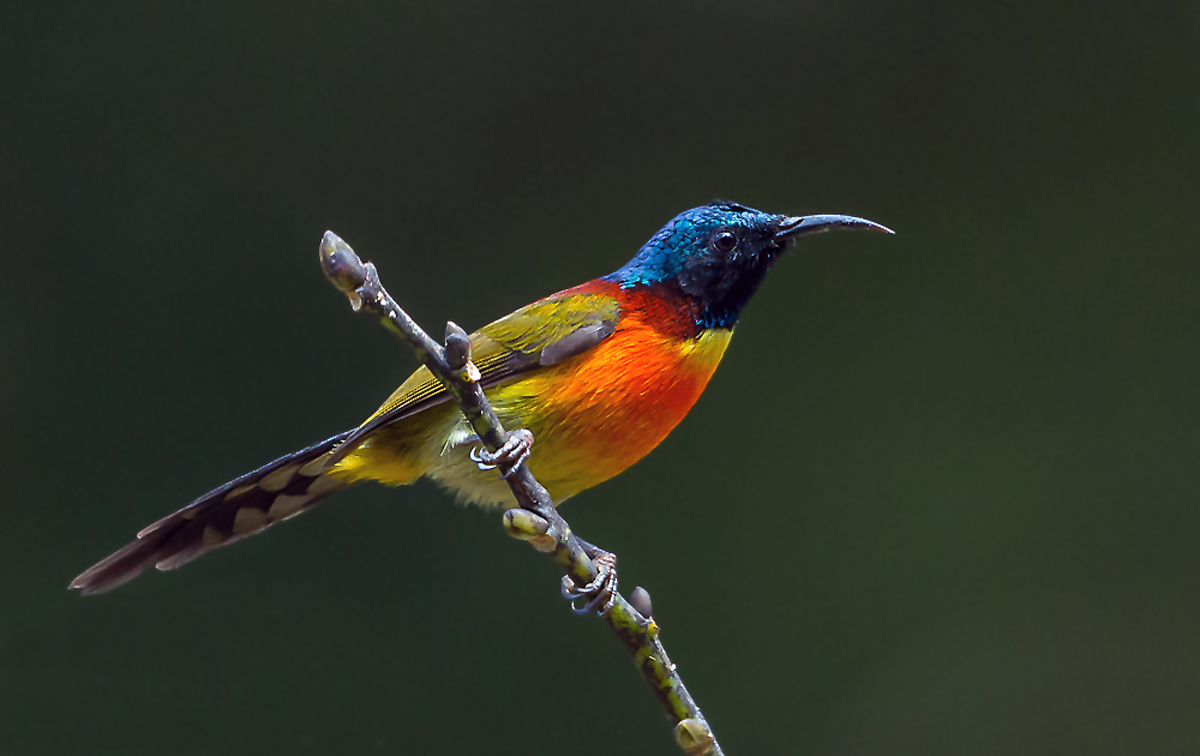 Sunbird - ein Nektarvogel