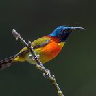 Sunbird - ein Nektarvogel