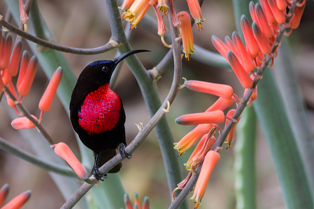 Sunbird