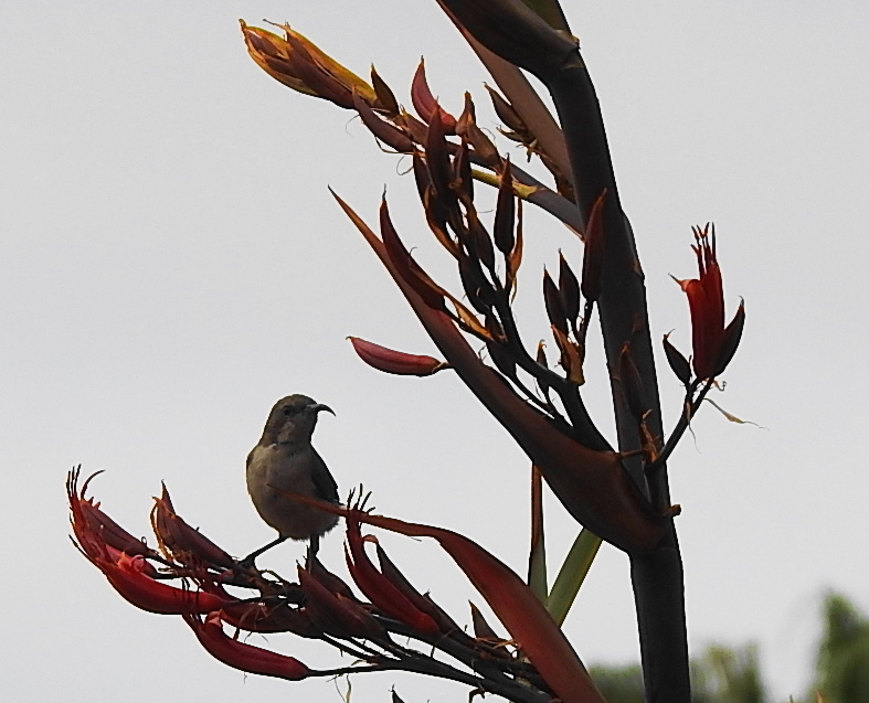 Sunbird-Honigsauger