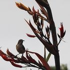 Sunbird-Honigsauger