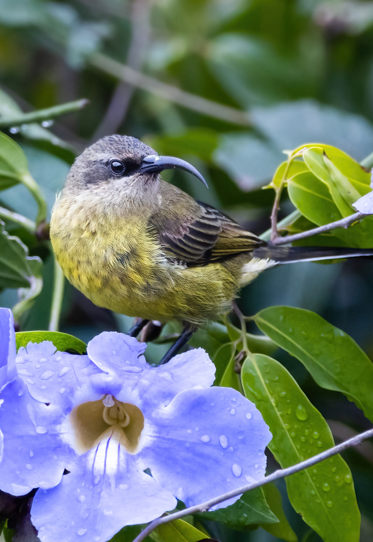 Sunbird Sonnenvogel