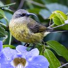 Sunbird Sonnenvogel