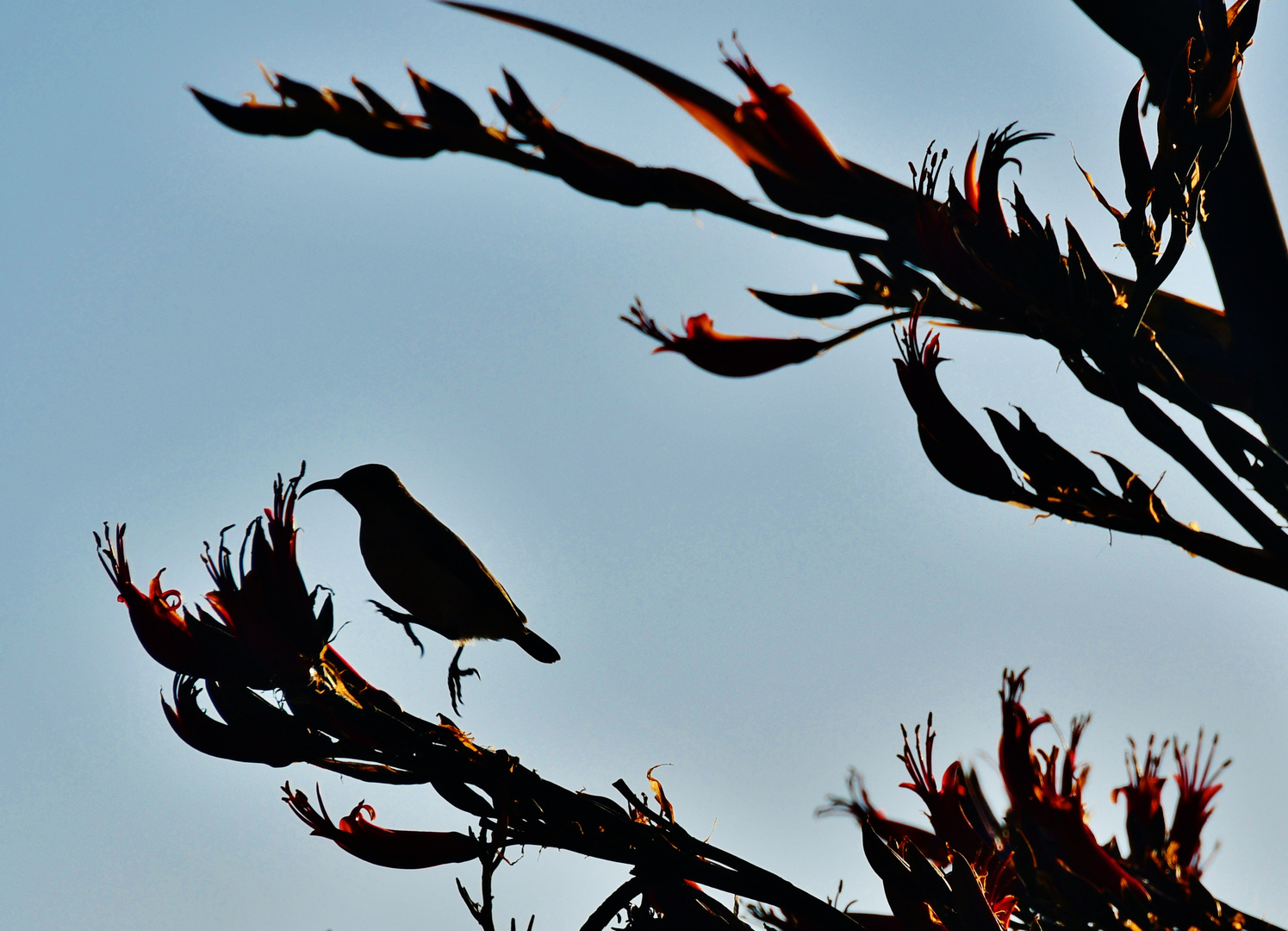 Sunbird(3)