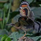 sunbittern