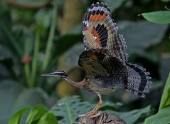 sunbittern