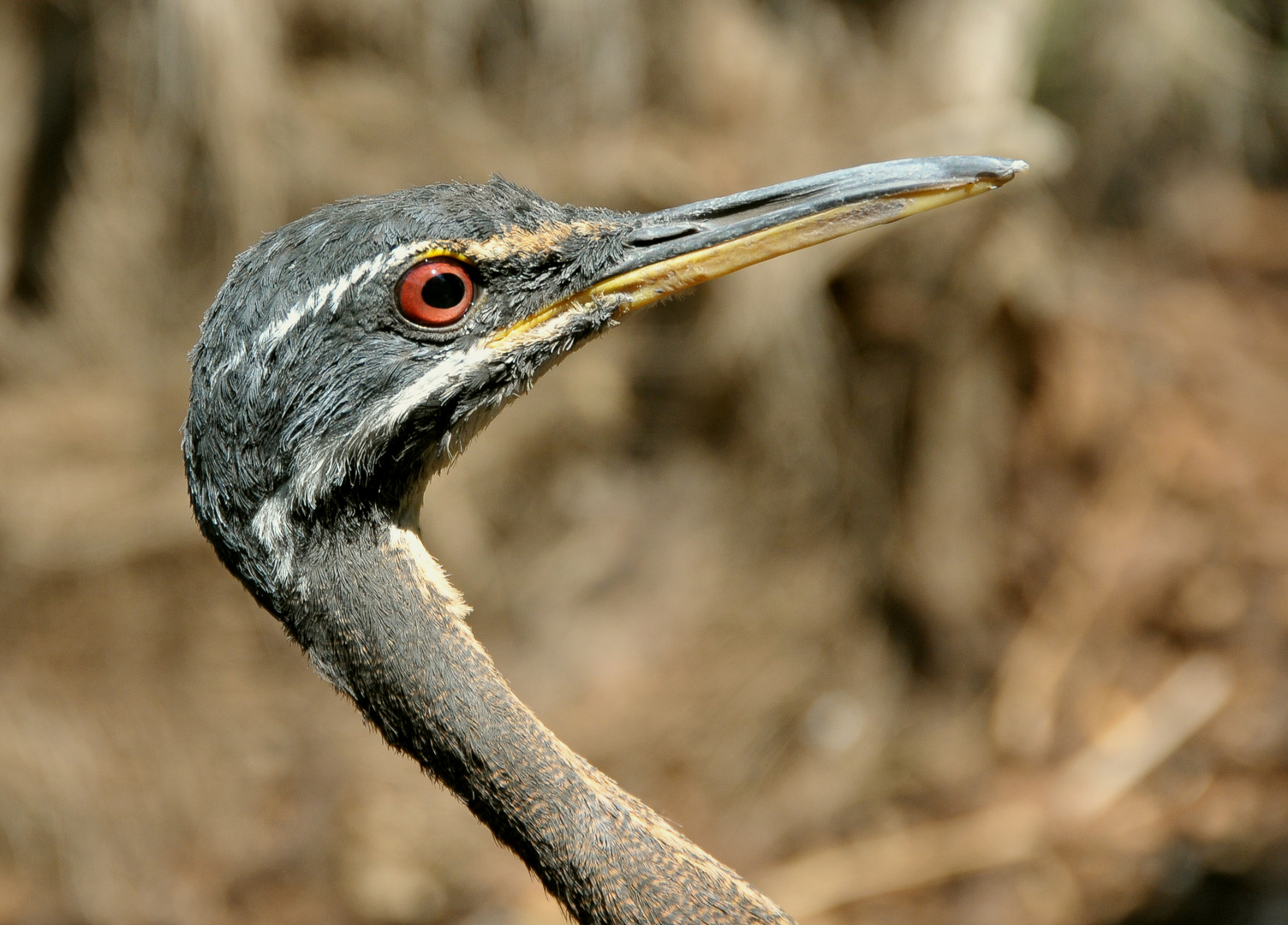 Sunbittern