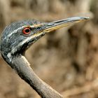 Sunbittern