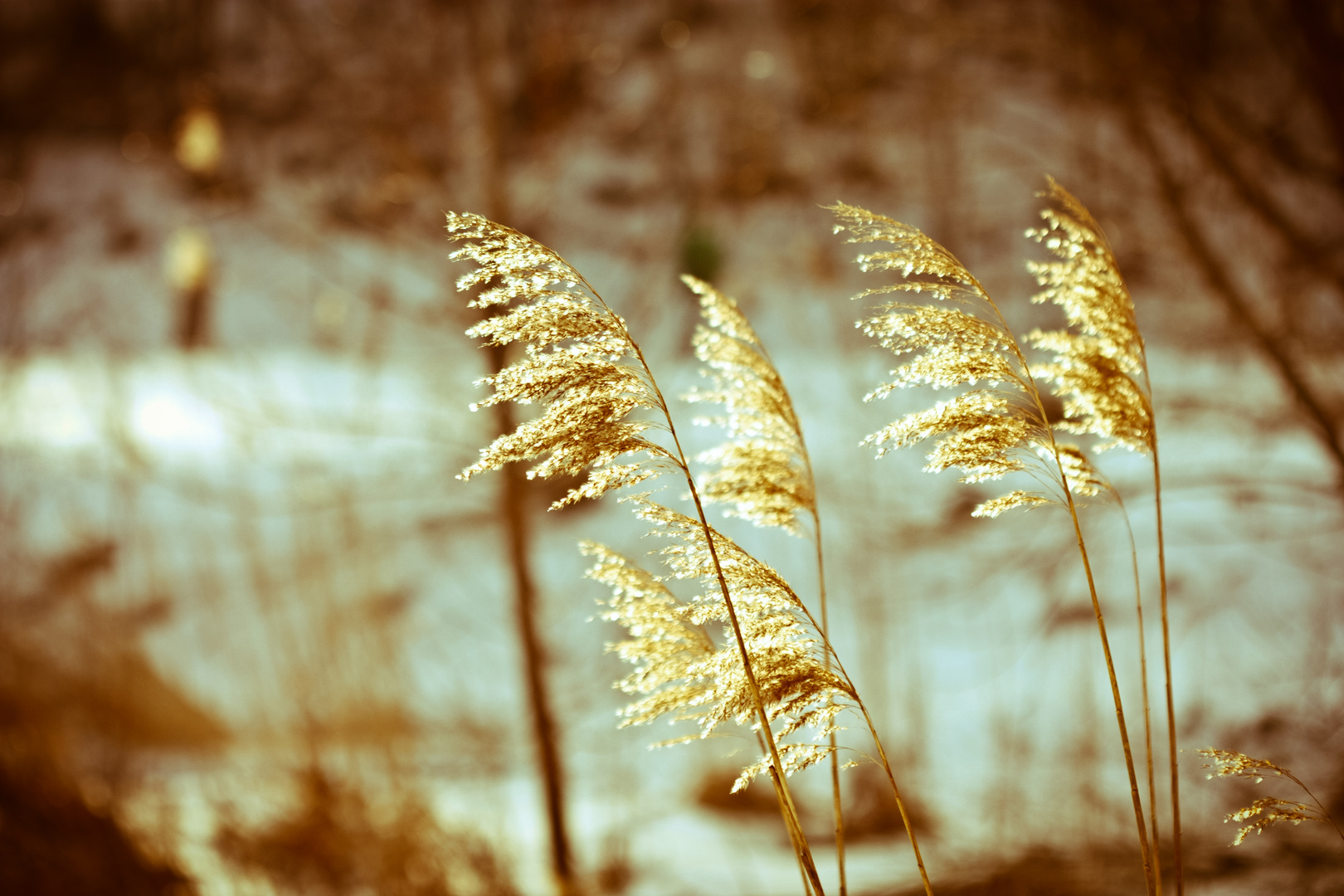 Suncatcher