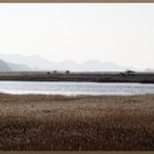 Suncheon Bay Wetland I