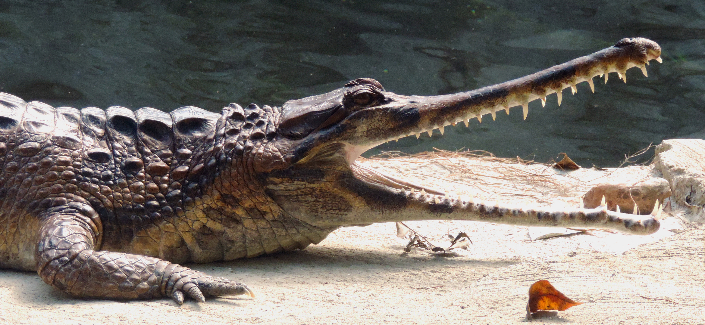 Sunda-Gavial oder Falscher Gavial