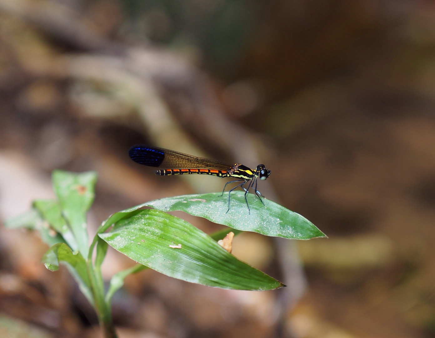 Sundacypha petiolata