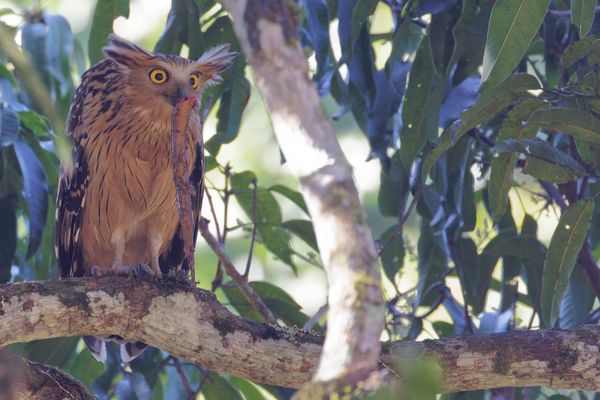 Sundafischuhu mit Beute