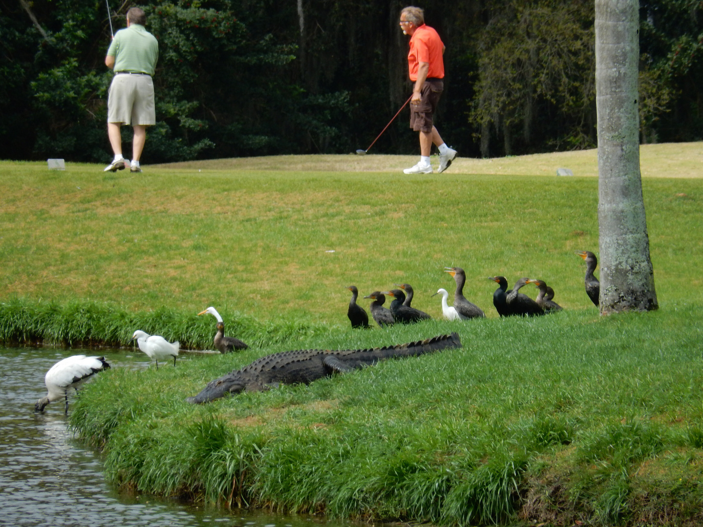 Sunday morning on the golf course...