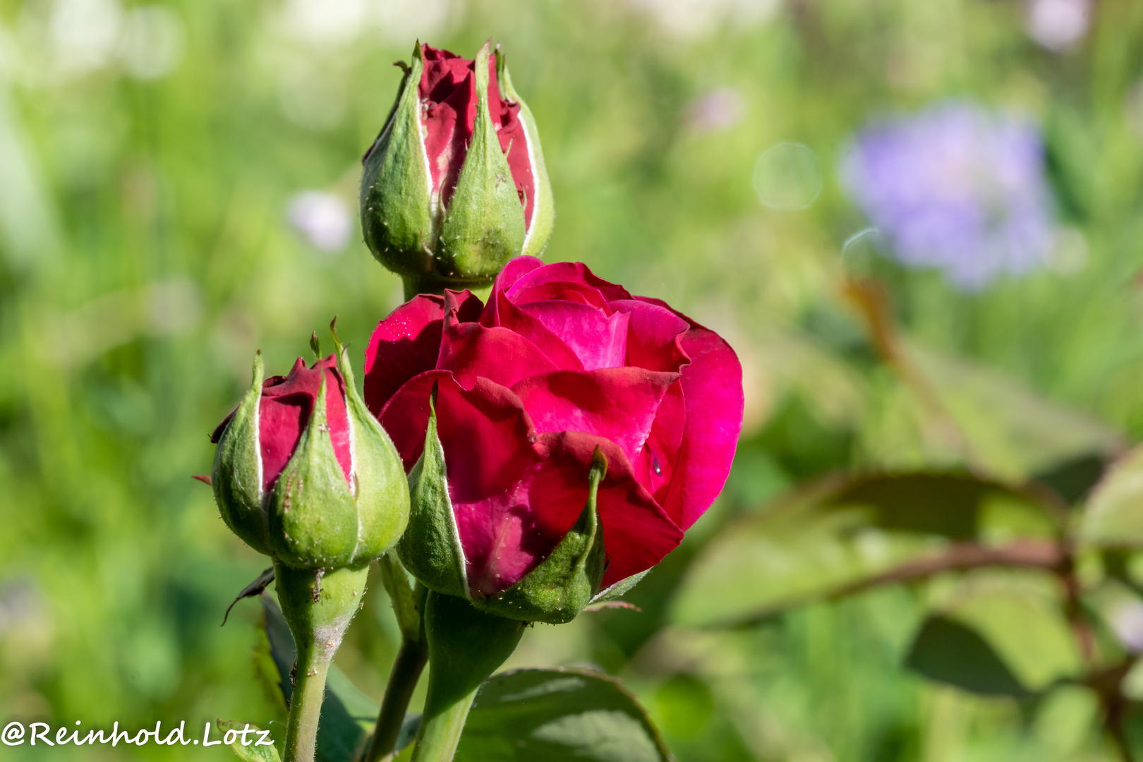 Sunday Morning Rose