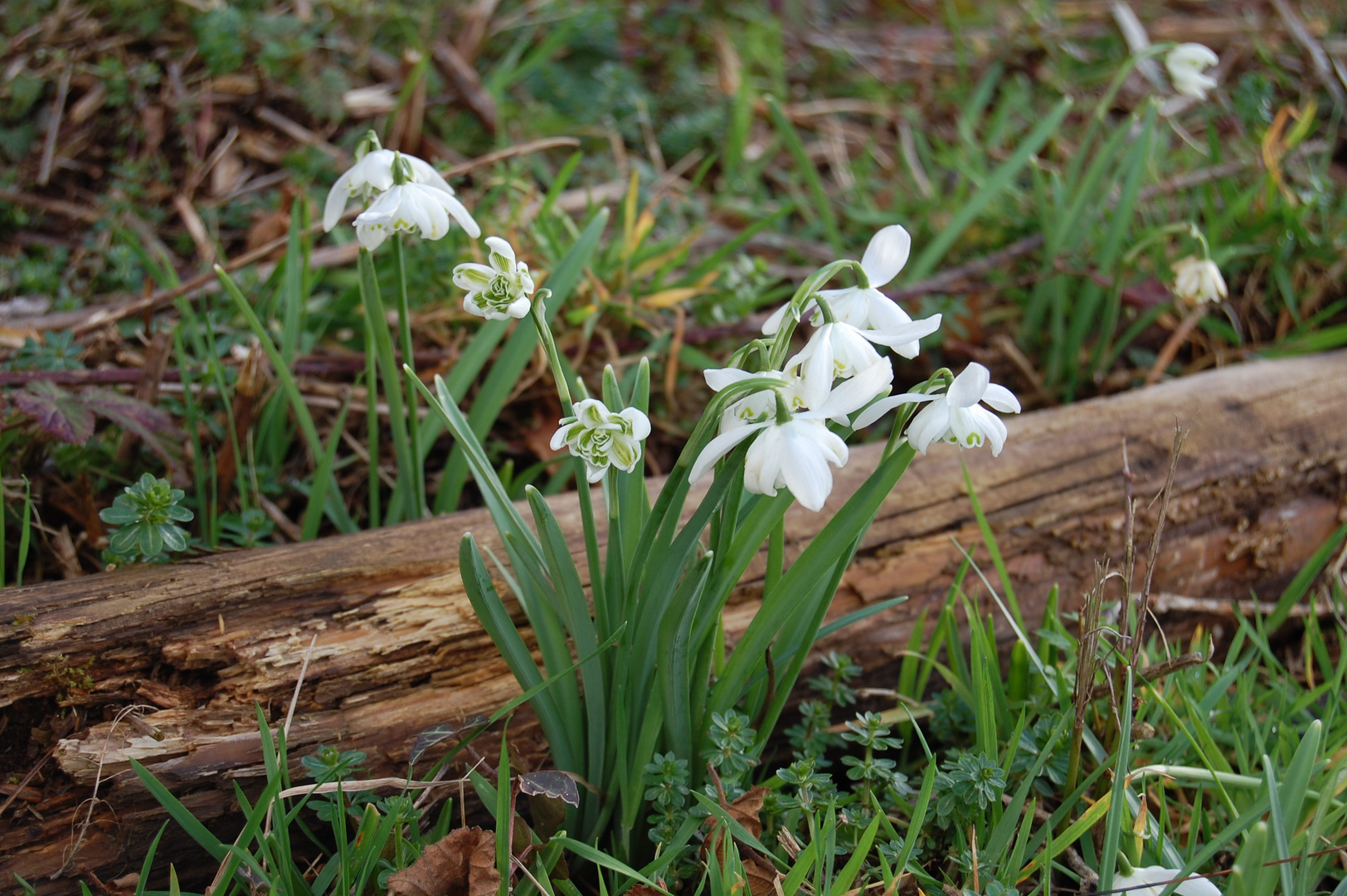 Sunday snowdrops