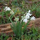 Sunday snowdrops