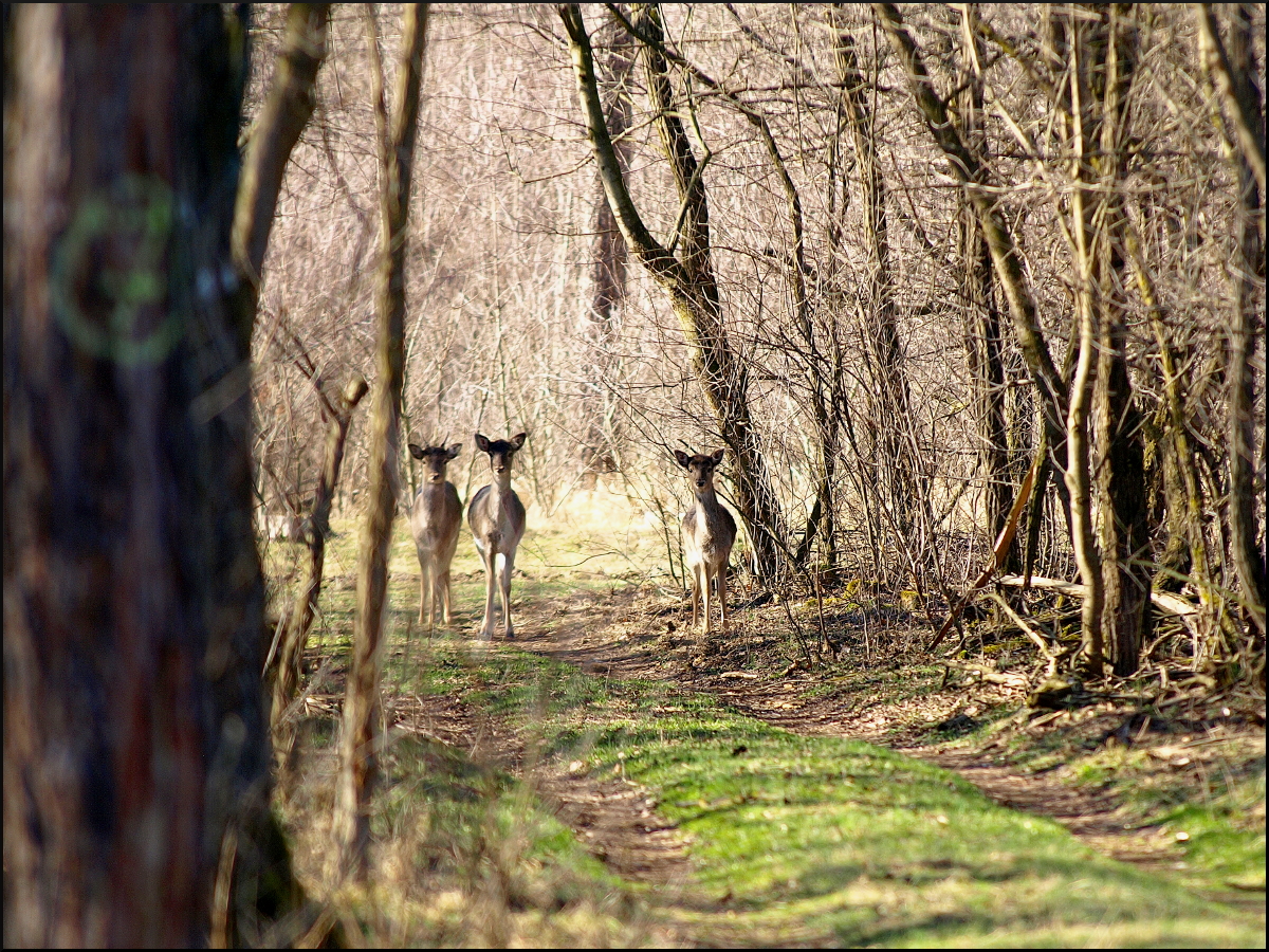 Sunday Walk