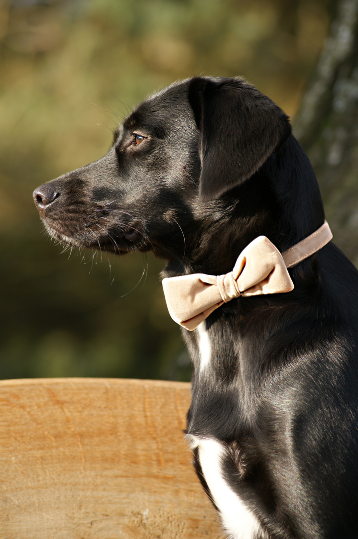 sundays bow tie.